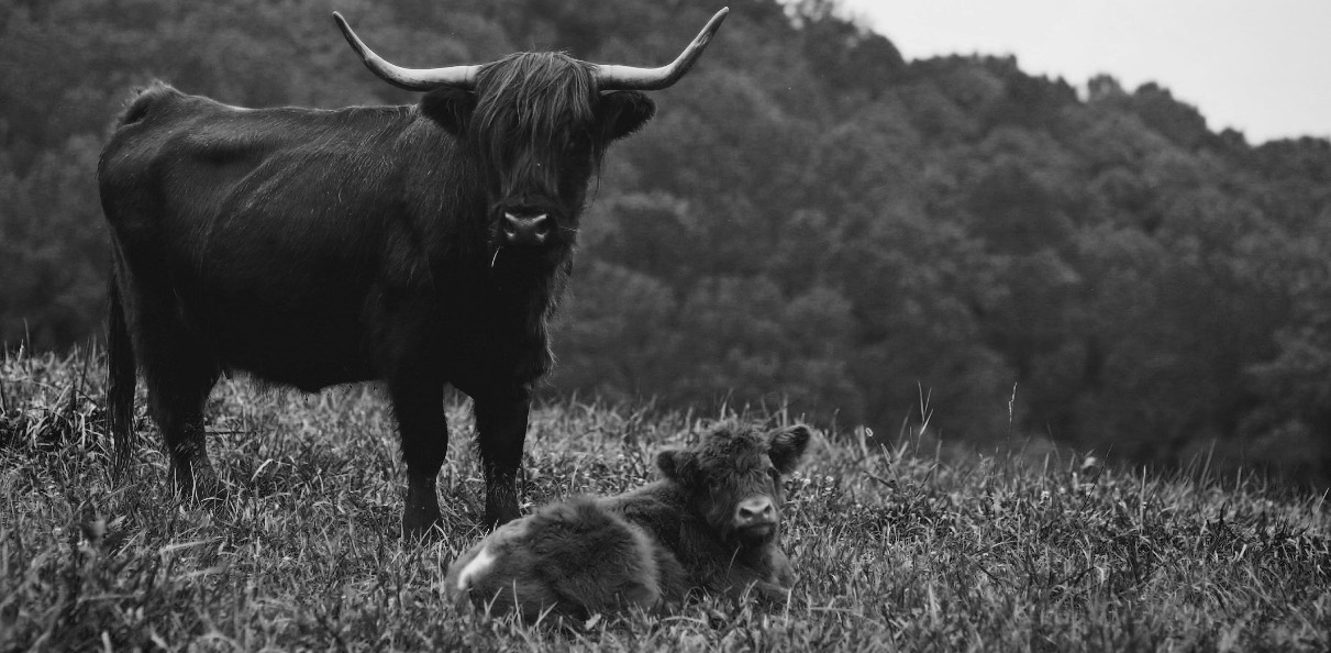 Highland cow mom and baby